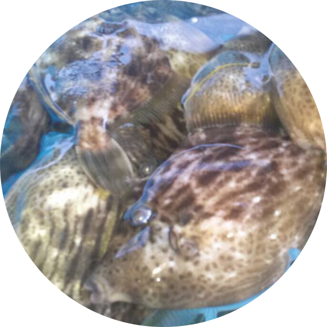 カワハギ
